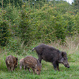 Wild boars